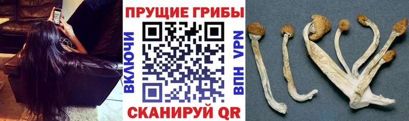 Псилоцибиновые грибы GOLDEN TEACHER  Купить  Копейск 
